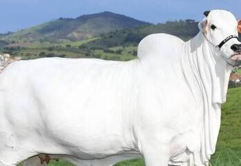 Conheça a vaca mais cara do mundo, avaliada em R$ 21 milhões